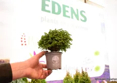 Edens Plants & Creations' minta is a new product, available in pot sizes 9 to 15.